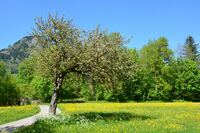 Apfelbaum_Heulandhof